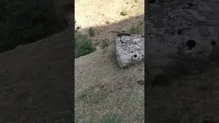 Кабка дар кух сар додем, Кабки Сари шах