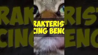 KARAKTER KUCING BENGAL #kucing #kucingbengal #catlover
