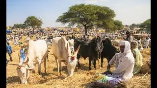 Rural Village Weekly Market | Gramin Haat | Gorur Haat | Cattle Market | Rural Village life bangla