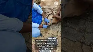 Nasal Granuloma (Tumor) In Cattle#Granuloma#Operated#Veterinary Doctor