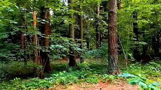 Футаж Лес. Прогулка по Лесу, Лесные Пейзажи, Лесные Тропинки, Лесная Чаща. Футажи для Видеомонтажа