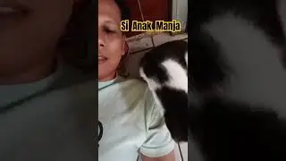 Si Kucing Manja #kucing #kucinglucu #short #catlover #videokucing