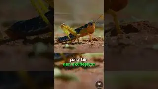 Çekirgelerin İnanılmaz Dönüşümü! 🦗💣😱