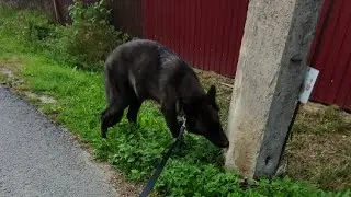 Animal Park Aurora в прямом эфире
