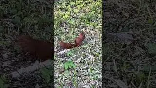 Білочка їсть мигдаль