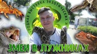 Змеи, ящерицы и скорпионы на гастрономическом фестивале "Вкус Москвы". Террамания на выезде.