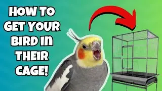 How to Get Your Bird Back in the Cage | BirdNerdSophie AD