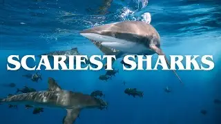 Top 10 Most Fearsome Sharks That Rule the Ocean