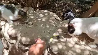 Сегодня кормим кошек курицей гриль.