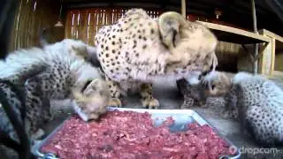 Cheetah Cubs starting to eat meat