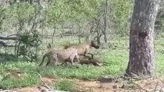 Leopard Steals Prey Back From Hyena