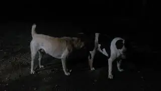 Бугай Алабай. Пышная Василиса. Мальчики с пальчики.