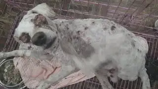 Rescue Stray Dog who has advanced cancer with its eyes gouged out