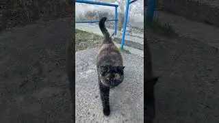 Ну очень толстый?! #shortsfeed #shortvideo #shortsviral
