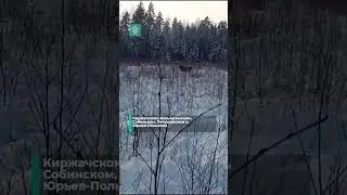 В Киржачском районе удалось заснять благородного оленя