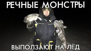 РЕЧНЫЕ МОНСТРЫ ВЫПОЛЗАЮТ НА ЛЕД / ТРОФЕЙНАЯ РЫБАЛКА НА НАЛИМА