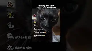 Ranking The Best Black Cats Behaviors