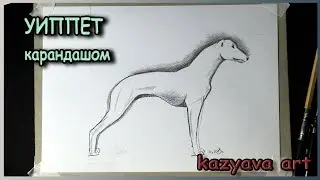 Как нарисовать собаку УИППЕТ карандашом. Пошаговый урок