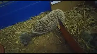 Ежиха с ежатами!
