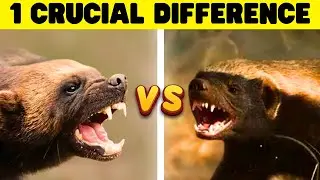 Honey Badger vs Wolverine | Closer Than You Think!