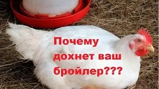 Почему дохнет бройлер?Как не допустить падеж птицы?