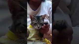 😺🐝el baile del gato xd