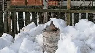 🐿️ Вдвоём бы было веселей! Как играем в прятки с нашей утренней гостьей)