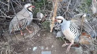 куропатки 👍👍👍👍👍