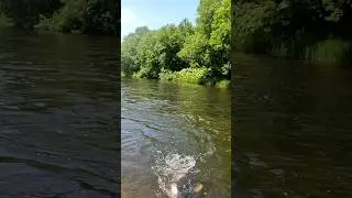 Пять рыбин в одном забросе сети 
