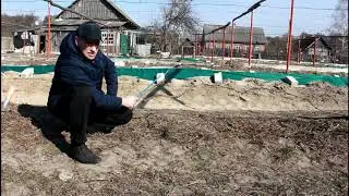 Что происходит с кустом винограда , после заморозка.