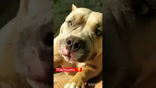 Малыш, 6 месяцев. С папой, мамой и бабушкой.