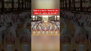 LARGEST DAIRY GOAT FARM IN BRAZIL