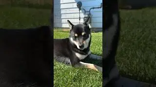 Cute Shiba Inu sun tans in Montana