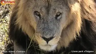 Кто такой ВУЙКО и почему вуйко - Алекс? Львы. Тайган. Lions life in Taigan.