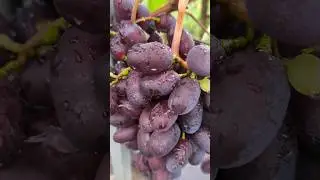Виноград без треска Байконур
