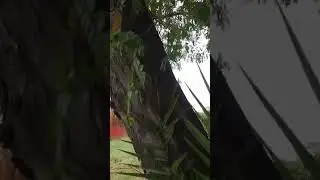 Spino di Giuda. Un albero che contrasta il cancro