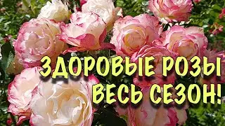 Мои розы НИКОГДА НЕ БОЛЕЮТ! Делайте так же, и вы НАВСЕГДА избавитесь от БОЛЕЗНЕЙ СВОИХ РОЗ!