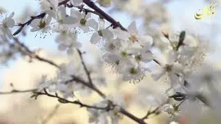 Turn to Allah | Mufti Menk