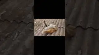 ДРАКА КОТОВ