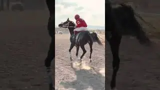 #الخيل_العربية #الحصان_العربي الحصان بطل الميادين حبيب الليل ابن الفحل نجم الليل مع الخيال إياس