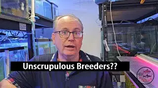 Unscrupulous Breeders?? -- Comments by Fish E Z