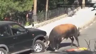 Бык напал на машину с семьей