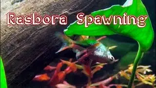 Harlequin Rasbora Spawning - Live footage