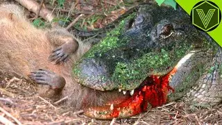 ALLIGATOR — the swamp monster that eats bears and cougars! Alligator vs human, bobcat, and pig!