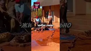 Жираф УПАЛ В БАССЕЙН И НЕ СМОГ ВЫБРАТЬСЯ НО ЕГО СПАСЛИ ЛЮДИ 