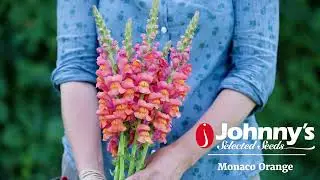 'Monaco Orange' Group 3 Snapdragons from Johnny's Selected Seeds