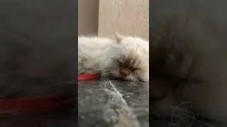 cute sleepy teddy kitten 🙂 