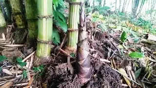 The rainy season has arrived. Many bamboo shoots, began to appear.