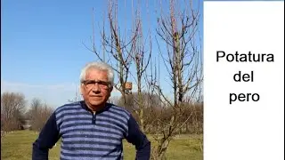 Potatura pero