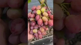 vine  #grape #beautiful #shortvideo #short